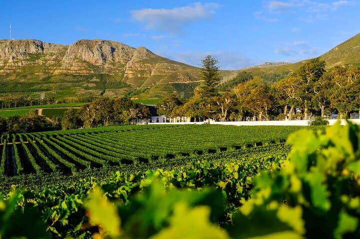 Explore Table Mountain, Kirstenbosch and Constantia Wineries Tour