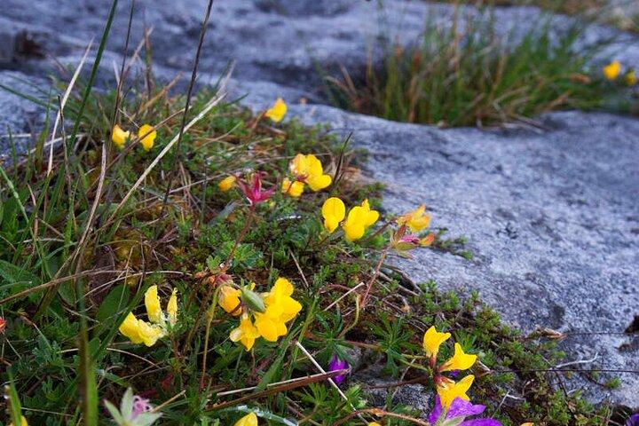 Walking in the Burren with perfumery visit. Clare. Guided 3 hours