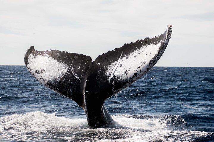 Private Humpback Whale Watching in Cabo San Lucas