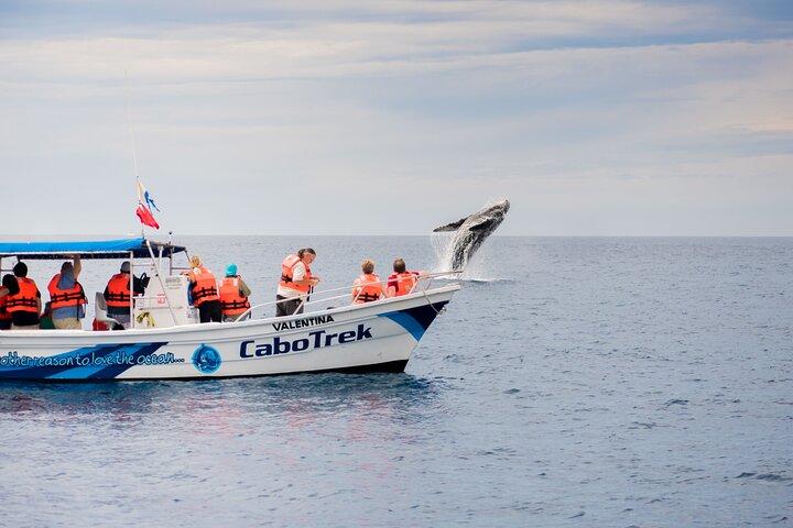Private Humpback Whale Watching in Cabo San Lucas