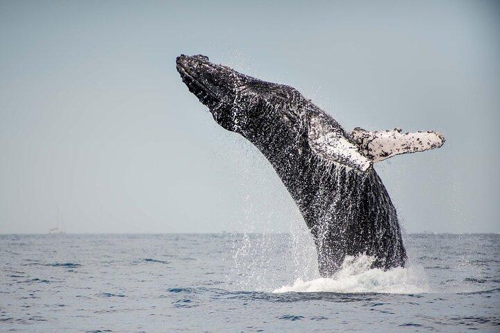 Private Humpback Whale Watching in Cabo San Lucas