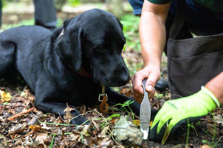 Exclusive Truffle Hunting Experience with Gourmet Lunch