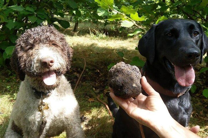 Exclusive Truffle Hunting Experience with Gourmet Lunch