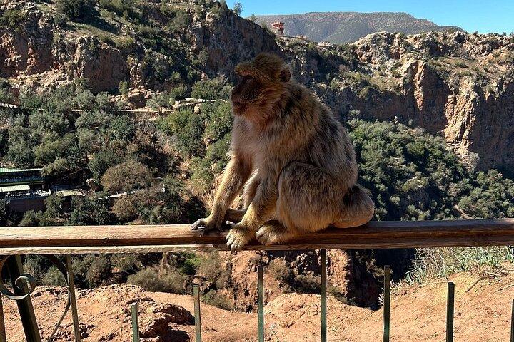 Day Trip To Ouzoud Waterfalls From Marrakech