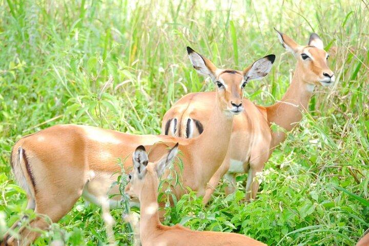 4 Days Wildlife Safari in Tanzania