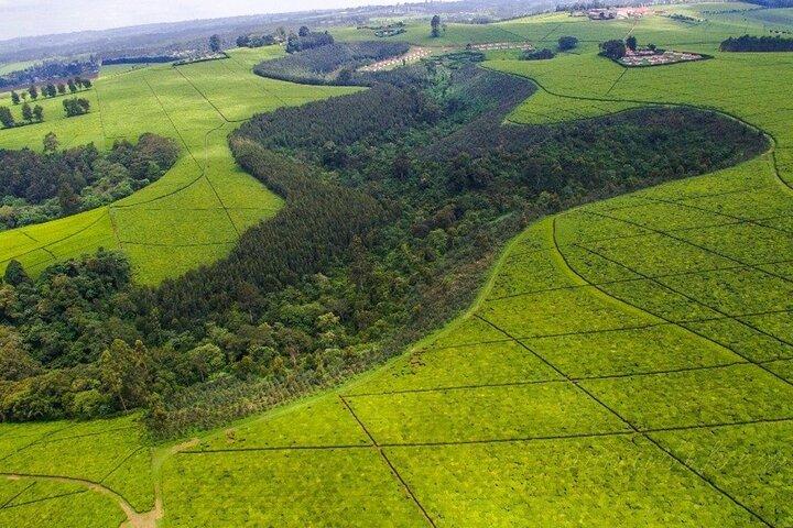 Private Tour to Karunguru Coffee Farm