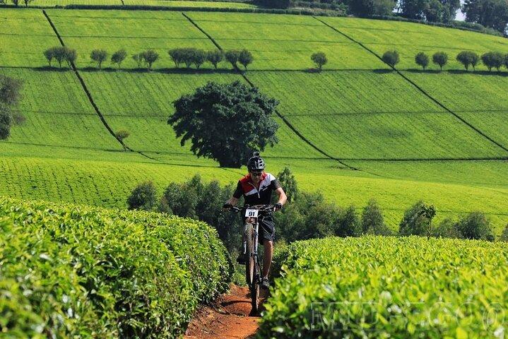 Private Tour to Karunguru Coffee Farm
