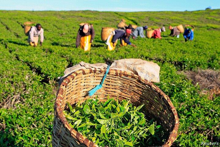 Private Tour to Karunguru Coffee Farm