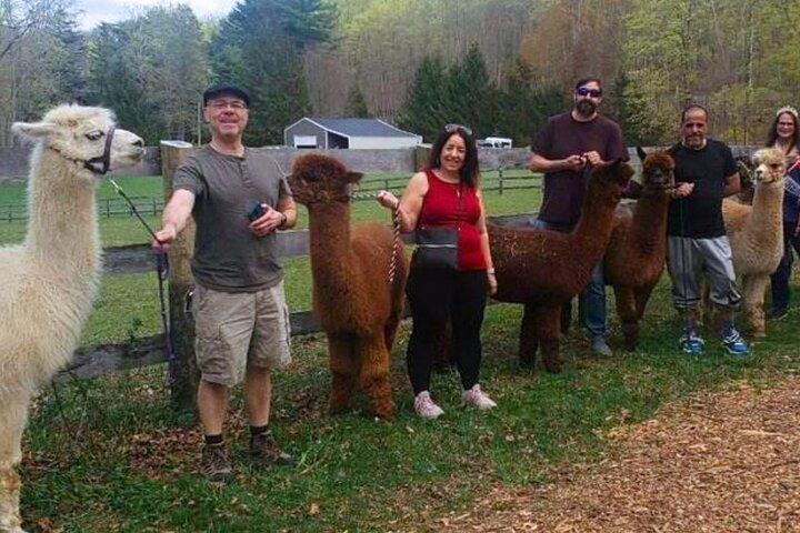 Alpaca and Llama Trek in Pleasant Valley