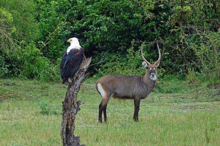 10 Days Uganda wildlife and Primate Trekking Safari