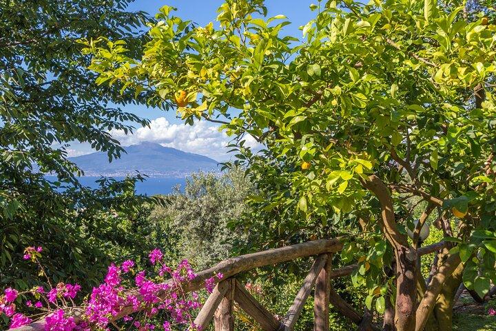 Limoncello Making And Tasting Experience