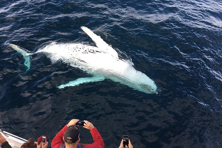 All Inclusive Mirissa Whale and Dolphin Watching Boat Ride