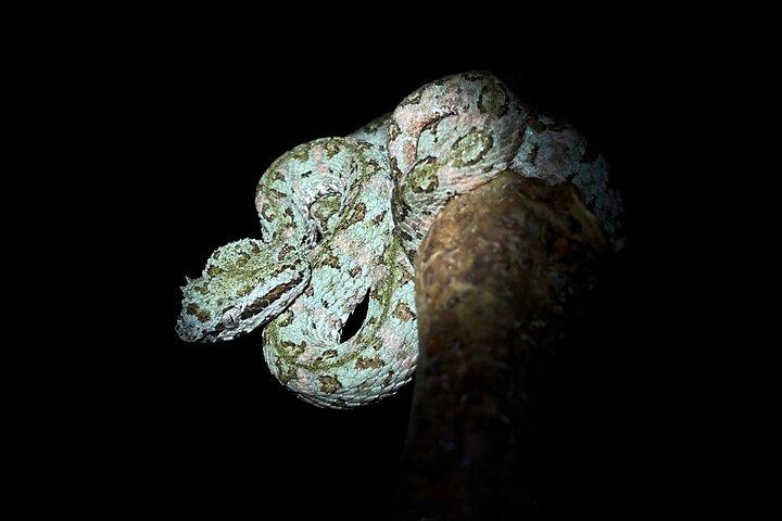 Manuel Antonio Herping Night Tour (Reptiles and Amphibians)