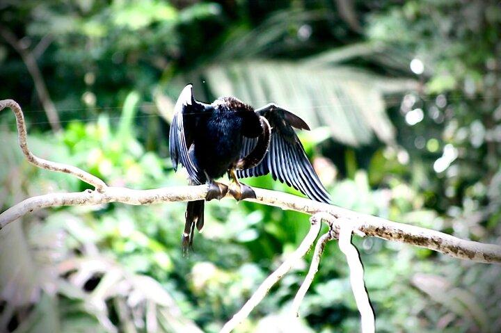 3-hour experience through the Tortuguero canals