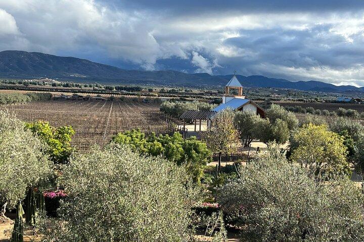 Private Deluxe Wine Tour to Valle de Guadalupe by Luxury Vehicle