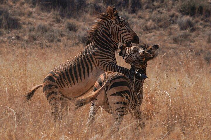 6 Day Ngorongoro and Serengeti Great Migration & Big Five safari