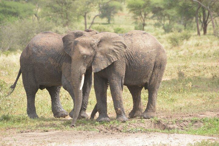 6 Day Ngorongoro and Serengeti Great Migration & Big Five safari