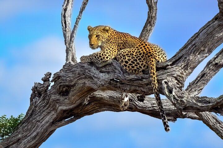 Kruger National Park. 3 Days Best Ever Safari from Cape Town