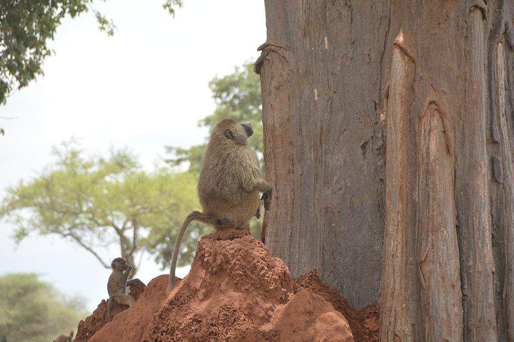 6 Day Ngorongoro and Serengeti Great Migration & Big Five safari
