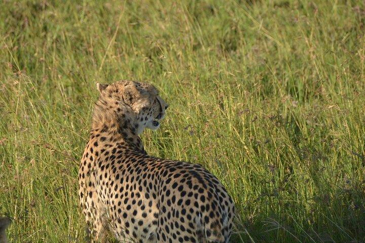 6 Day Ngorongoro and Serengeti Great Migration & Big Five safari