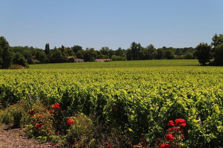Graves Private Full Day Wine Tour from Bordeaux