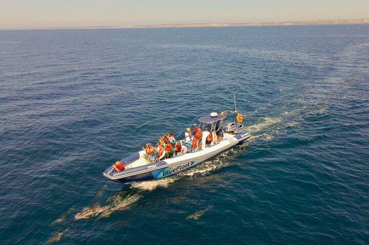 Dolphin Watching from Lagos with Marine Biologists