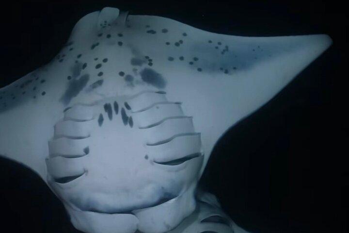 KONA Manta Ray Night Snorkel - FREE re-ride if no Sightings