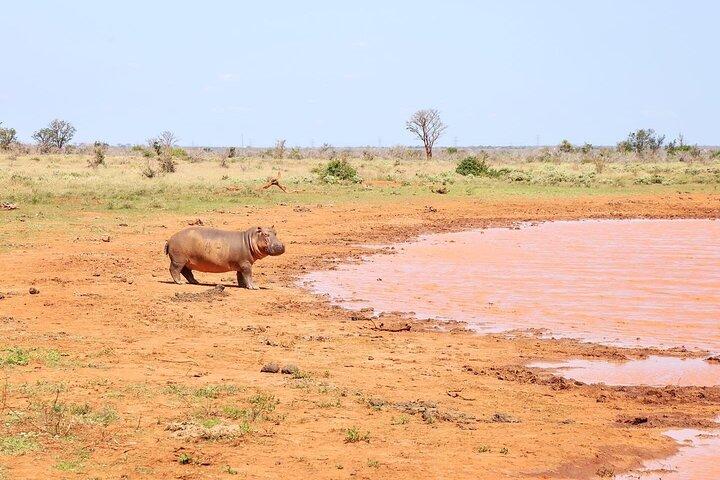 2 Days, 1 Night - Tsavo East National Park Safari