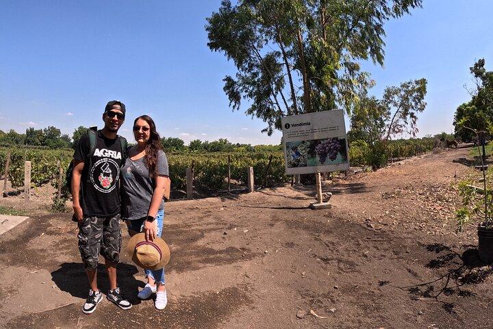 Ballestas Islands, Vineyards and Buggies in Huacachina from Paracas