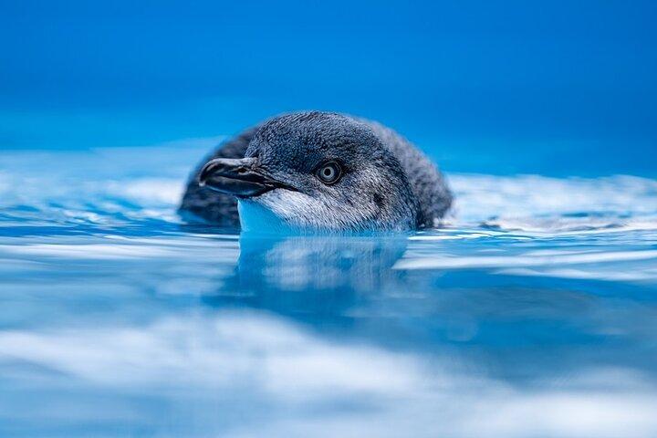 Phillip Island Penguin Parade, Wildlife and Beach Boxes Bus Tour