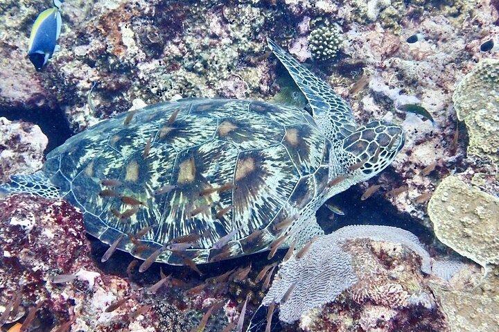 Kisite Mpunguti Dolphin Safari & Snorkeling with Wasini Island