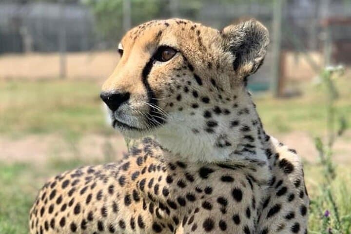 Cape Town Full Day Private Aquila Game Reserve Big 5 Safari