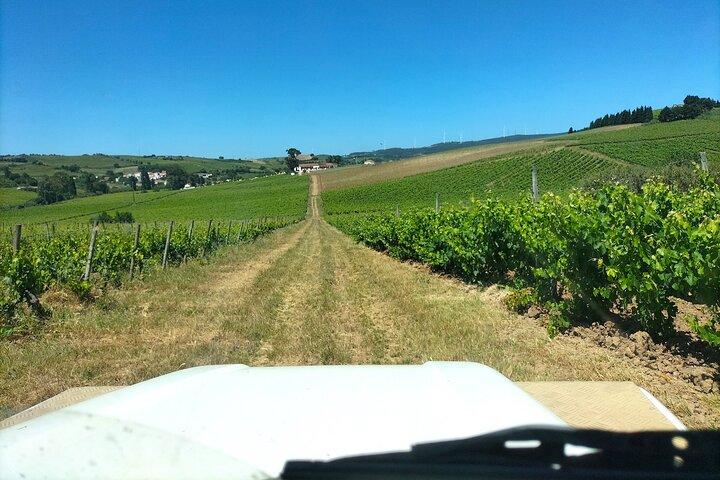 Winery, Tastings & 4x4 Vineyards Tour, Half Day Trip from Lisbon