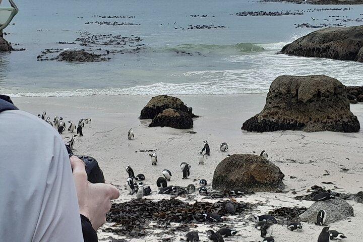 Table Mountain, Penguins, Cape of Good Hope: Private Tour