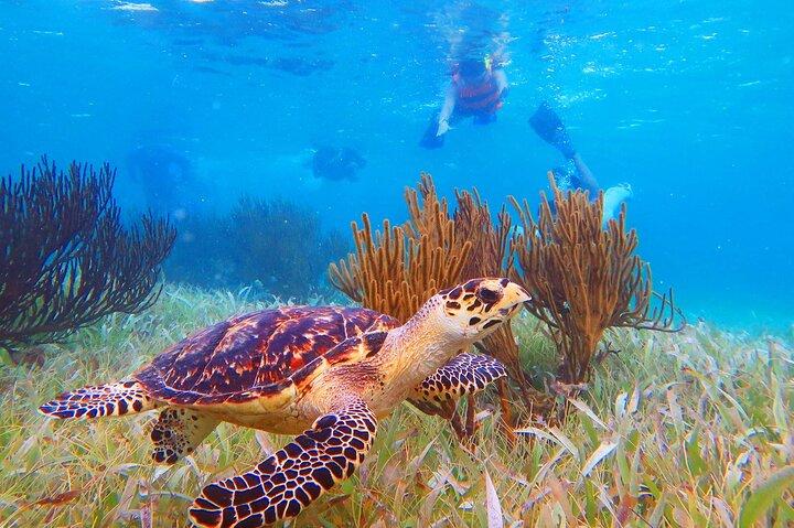 3-in-1 Puerto Morelos: Snorkeling, Tequila & Beachside Lunch