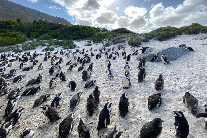 Private Cape Point / Peninsula Tour