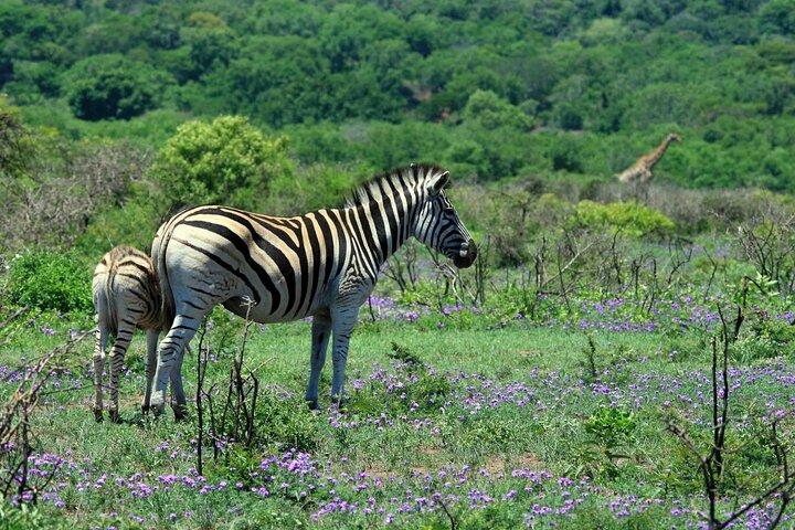 10 Days Uganda wildlife and Primate Trekking Safari
