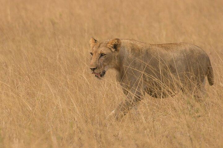 3 Days Group Joining Serengeti and Ngorongoro Safari
