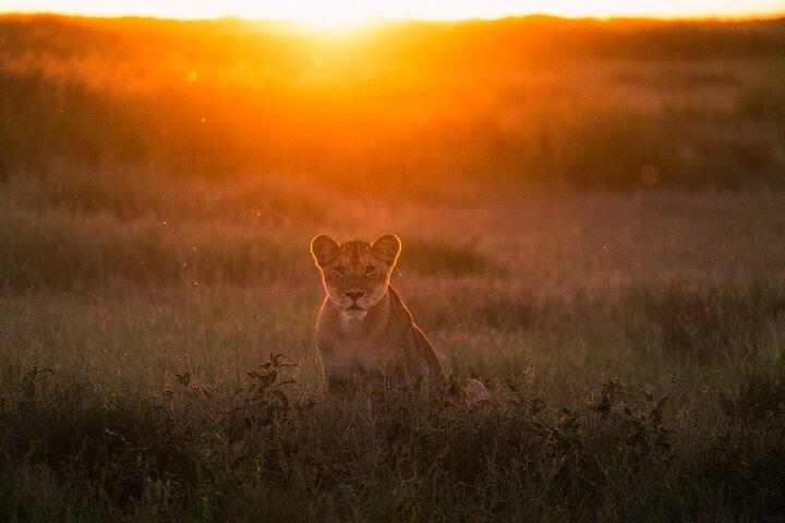 5 Day Serengeti Ngorongoro Tarangire Manyara Shared Safari Tour