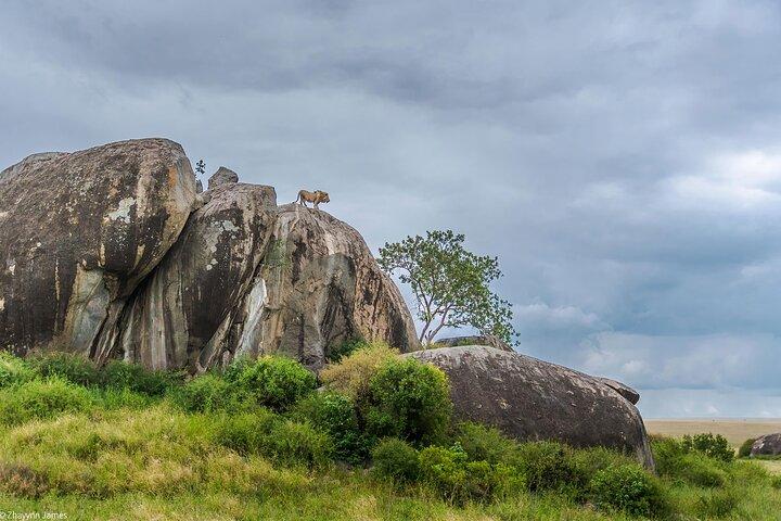 5 Day Serengeti Ngorongoro Tarangire Manyara Shared Safari Tour