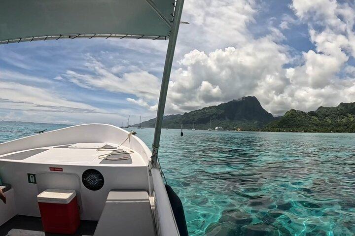 Half-Day Humpback Whales Encounter in Moorea