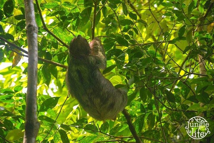 Sloth Tour in the Rainforest from Costa Rica
