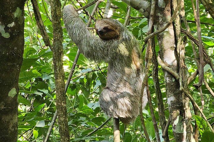 Sloth Tour in the Rainforest from Costa Rica