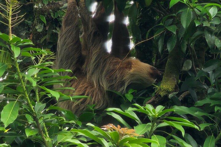 Sloth Tour in the Rainforest from Costa Rica