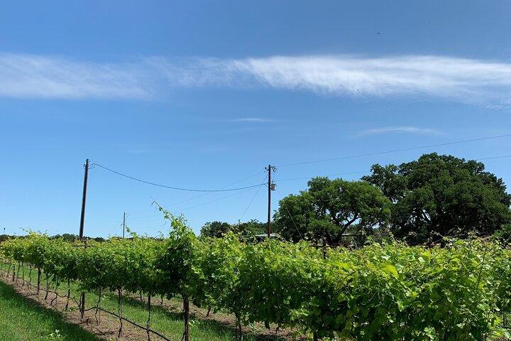 Fredericksburg Hill Country Aficionado Wine Tour from San Antonio