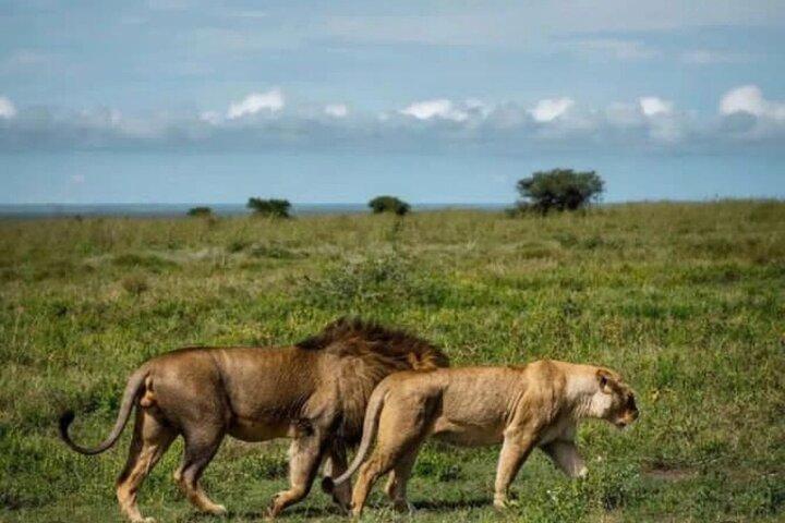 1 Day Tanzania Mikumi National Park Safari