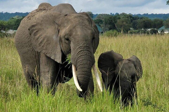 1 Day Tanzania Mikumi National Park Safari