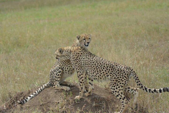 3-Days Budget Lodge Safari - Tarangire, Ngorongoro & Lake Manyara