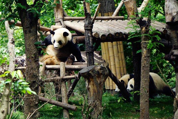 Chengdu Research Base of Giant Panda Breeding Ticket pre-booking