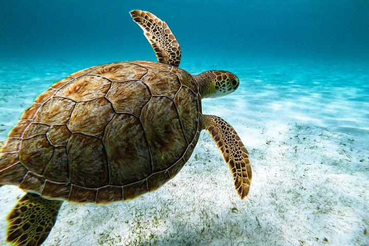 Turtle Snorkeling Tour in Tres Trapi, Aruba